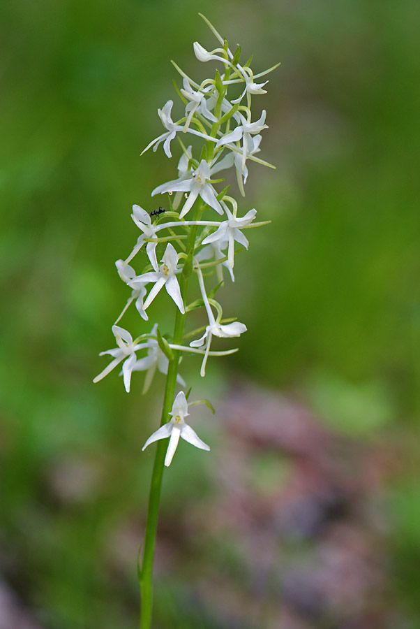 Orchidea bianca da id.